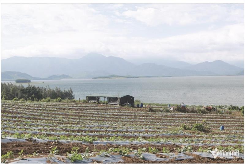 Từ lòng hồ lên vùng đất mới: Buôn Thung khởi sắc.